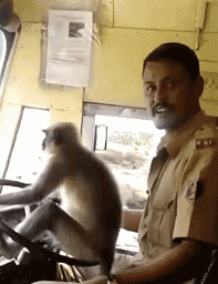 猴子要成为人类最大的威胁之一了？传闻印度有猴子为报仇摔死全村小狗，《猩球崛起》快成纪录片了-15