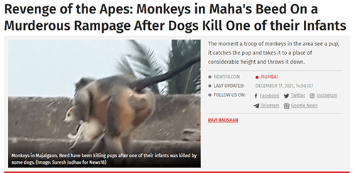 猴子要成为人类最大的威胁之一了？传闻印度有猴子为报仇摔死全村小狗，《猩球崛起》快成纪录片了-2