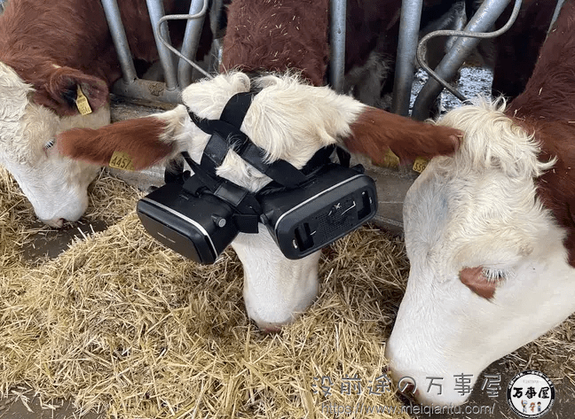 日本神户牛听音乐不算高大上了，土耳其奶牛玩的可是VR，据说产奶量竟大幅增加～-1
