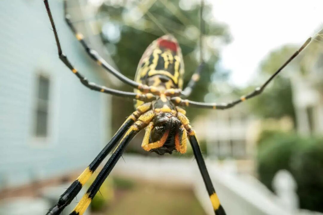 遍布美国东南部的大型蜘蛛有着令人惊讶的生存特征：装死一小时 - 没前途的万事屋 - 没前途的万事屋